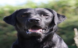 Labrador Retriever dogs for sale: KC Registered Black and Chocolate Labradors - Image 9