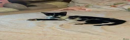 Mixed Breed cats for sale: Black and white tuxedo female with golden eyes  - Advert 4