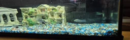 Cichlids fish for sale: Polar blue parrots in Aylesbury - Advert 14