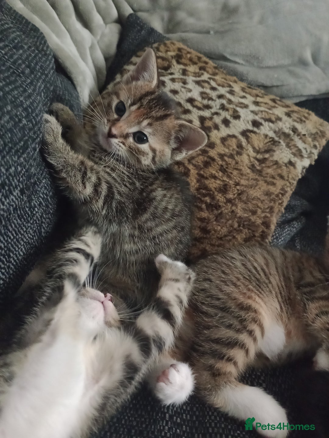 Mixed Breed cats for sale: Pretty kittens - Advert 4