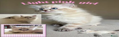 Light pink girl
