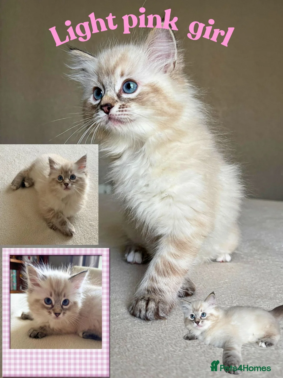 Ragdoll cats for sale: gorgeous ragdolls - Champion Bloodlines - Advert 11