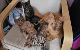 Mixed Breed cats for sale: 2 tabby males are available and ready for new home in Bristol - Image 10
