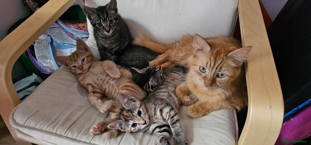 Mixed Breed cats for sale: 2 tabby males are available and ready for new home in Bristol - Image 10