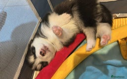 Pomsky dogs for sale: F4 beautiful puppy pomskie blue eyes - Image 27