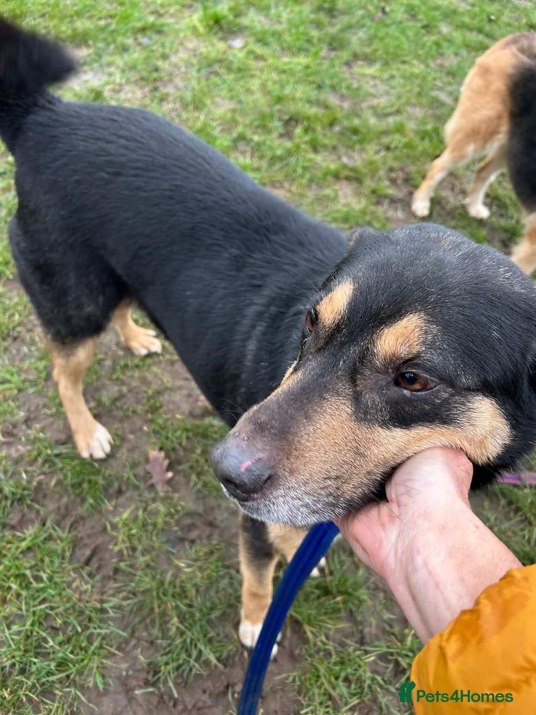 Mixed Breed dogs for adoption: Batman - Norwich Norfolk  - Advert 3