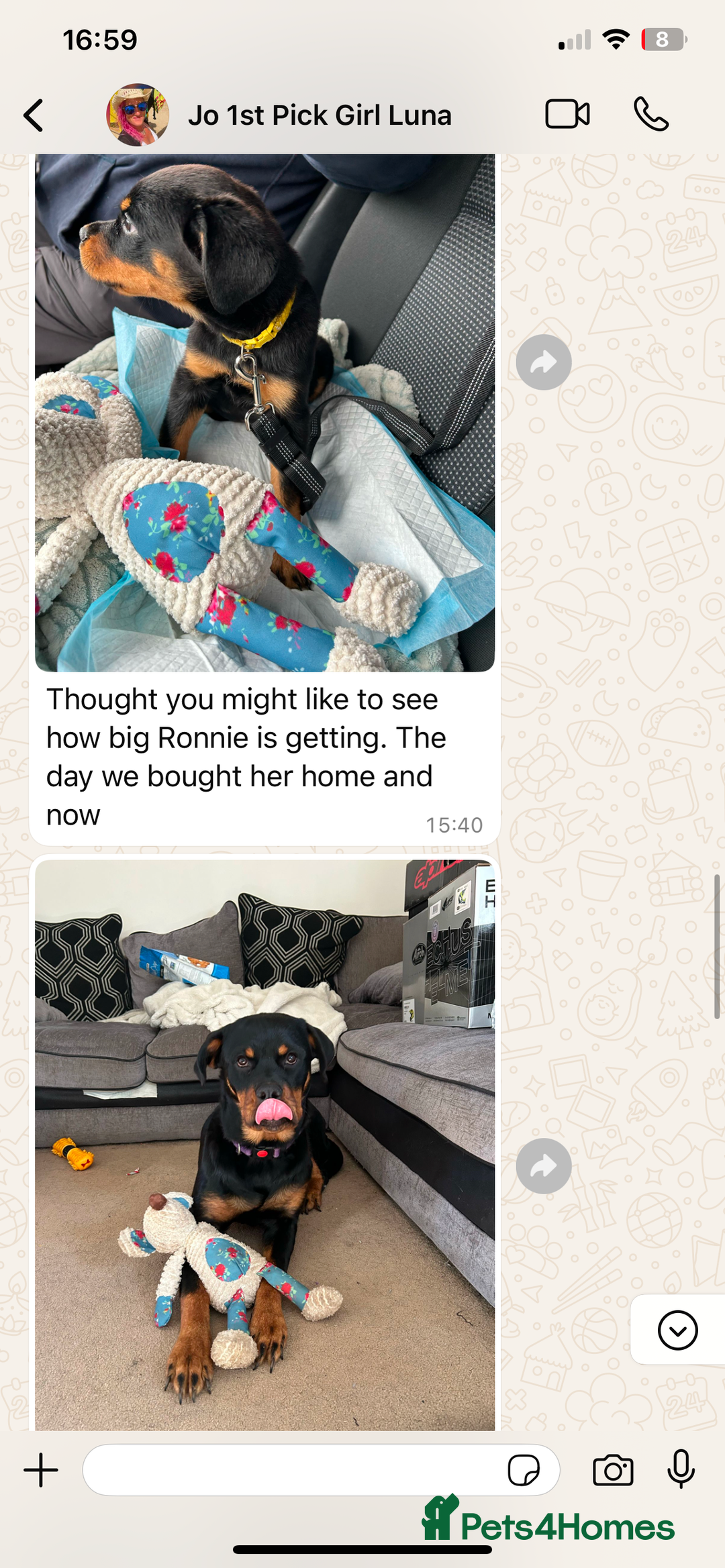 Rottweiler dogs for sale: 🏆(Kc)Champion bloodline Rottweiler puppies. - Image 30