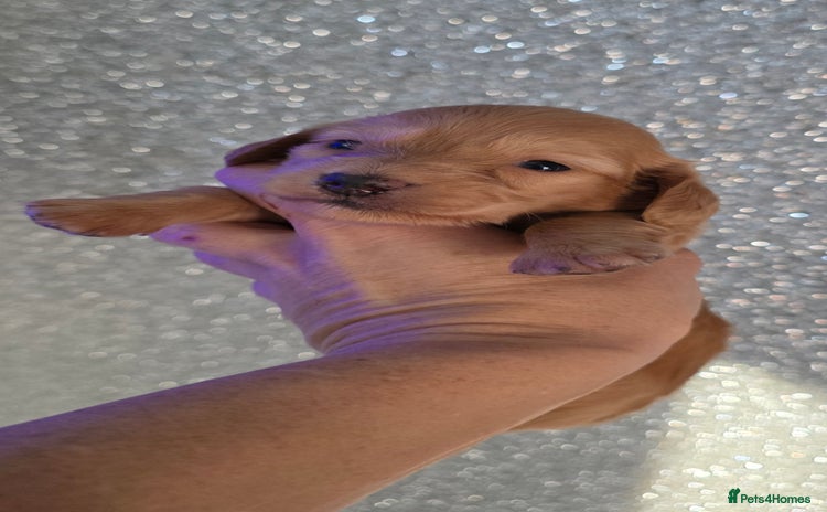 Miniature Dachshund dogs Miniature Dachshund Puppies  - Advert 5