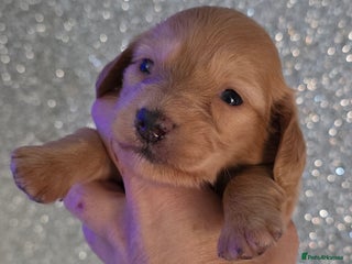 Miniature Dachshund dogs Miniature Dachshund Puppies - Advert 3