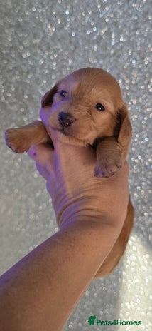 Miniature Dachshund dogs Miniature Dachshund Puppies - Advert 5