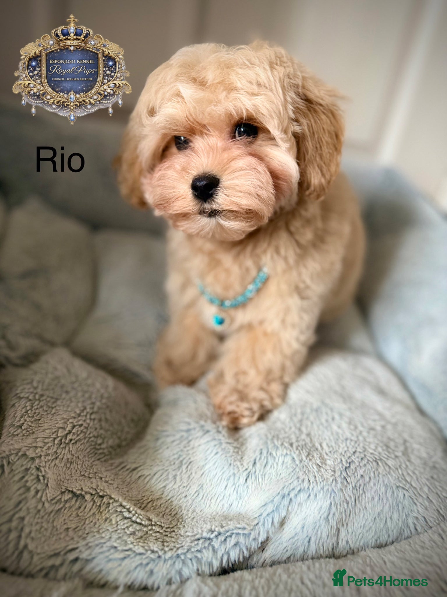 Maltipoo dogs ⚠️ ONLY 2 BOYS LEFT — READY TO LEAVE NOW ⚠️ - Advert 4