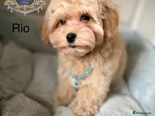 Maltipoo dogs ⚠️ ONLY 2 BOYS LEFT — READY TO LEAVE NOW ⚠️ - Advert 4