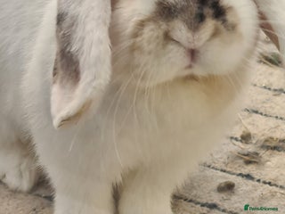 Mini Lop rabbits - Advert 26