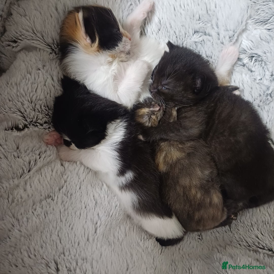 Mixed Breed cats for sale: Cute Kittens:)) - Advert 5