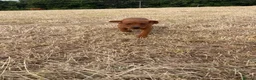 Labrador Retriever dogs for sale: KC Health Tested Fox Red Labrador Puppies - Advert 3