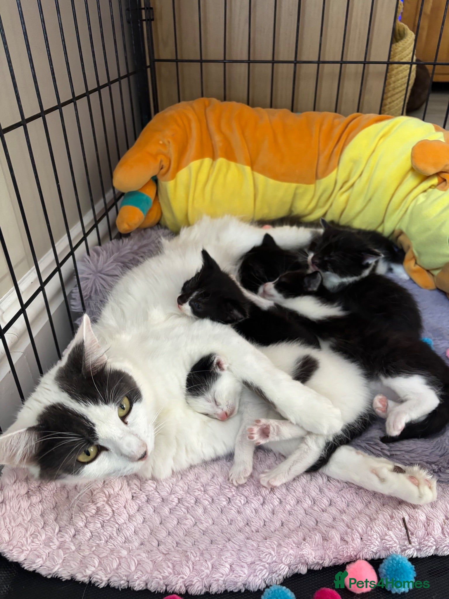Mixed Breed cats Fluffy black and white kittens  - Advert 11