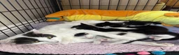 Mixed Breed cats for sale: Fluffy black and white kittens  - Advert 2