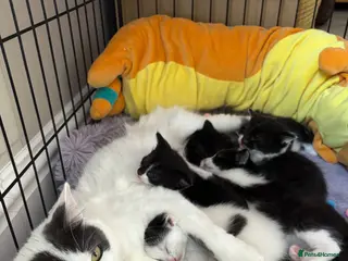 Mixed Breed cats Fluffy black and white kittens - Advert 11