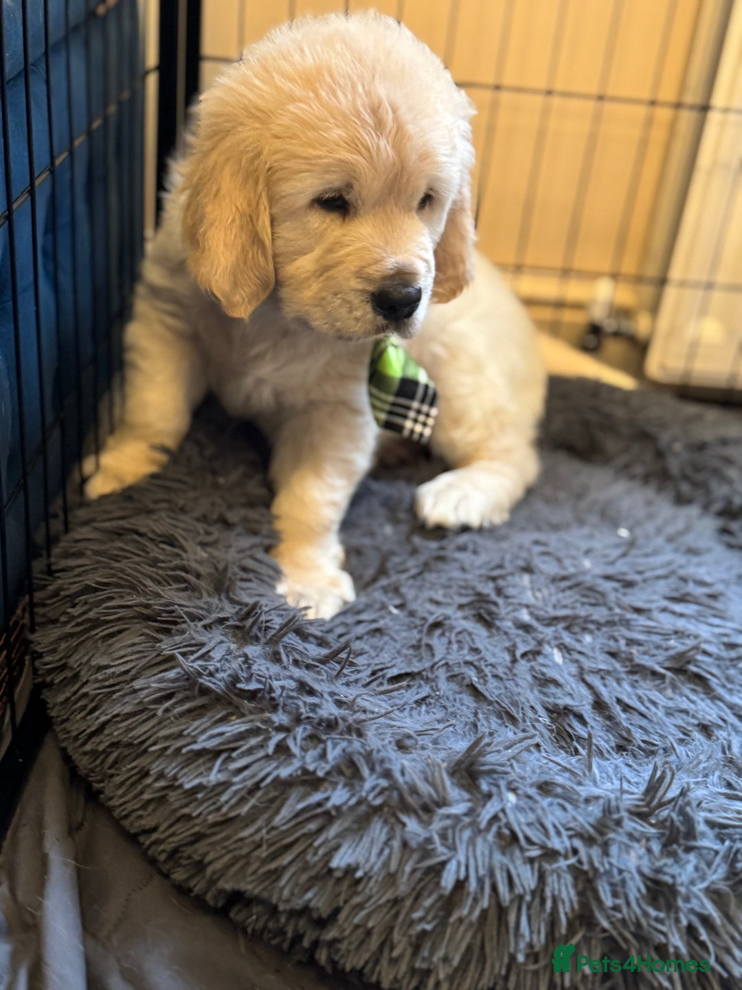 Golden Retriever dogs for sale: Beautiful Golden Retriever puppies KC - Advert 20