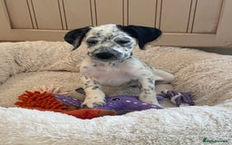 Mixed Breed dogs for sale:  Dalmaspoodles! Dalmation X springer/poodle pups - Image 1