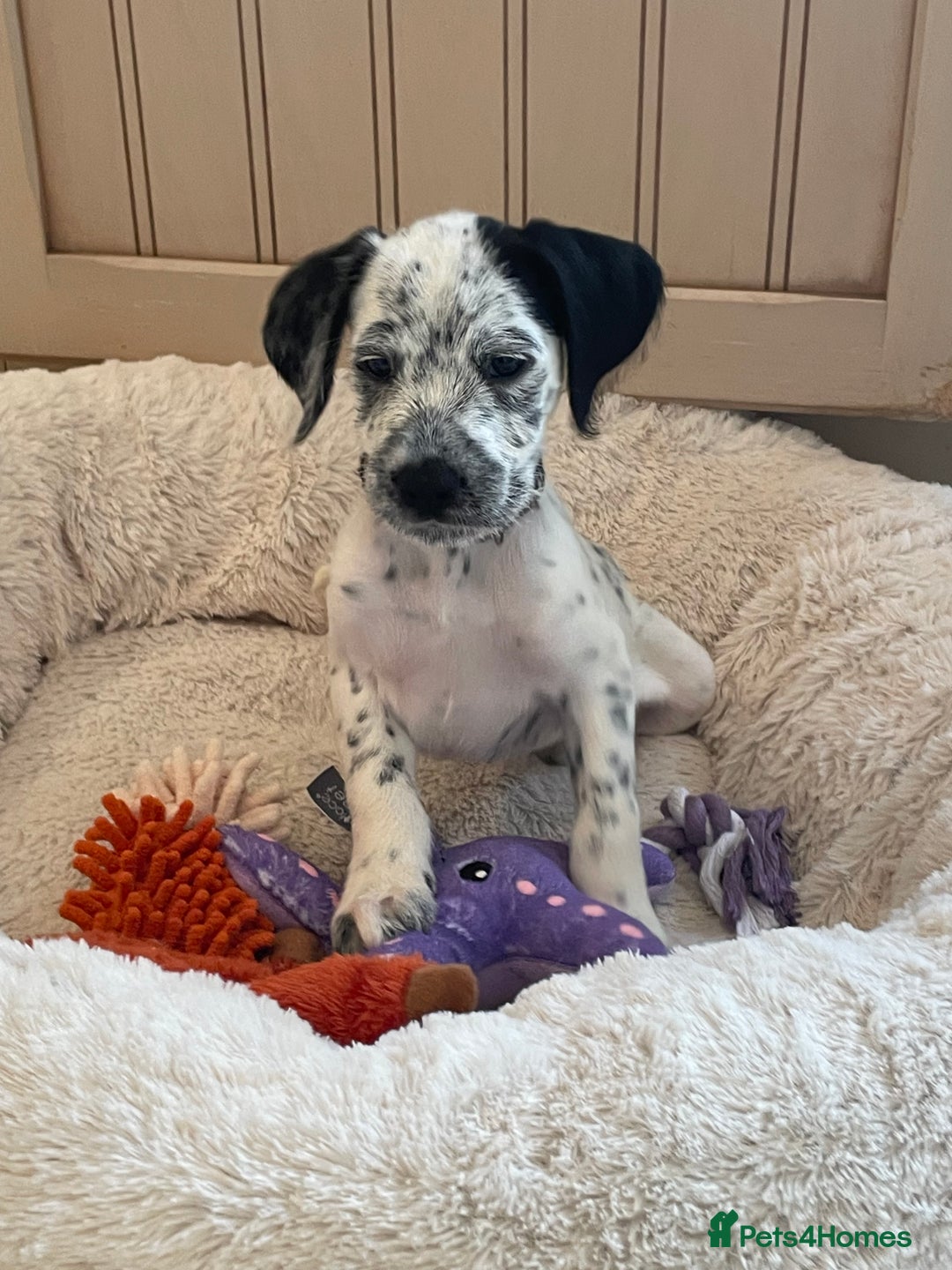 Mixed Breed dogs for sale:  Dalmaspoodles! Dalmation X springer/poodle pups - Image 1