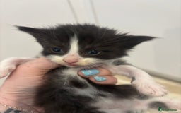 British Shorthair cats for sale: X2 female British shorthaired cross kittens - Image 6
