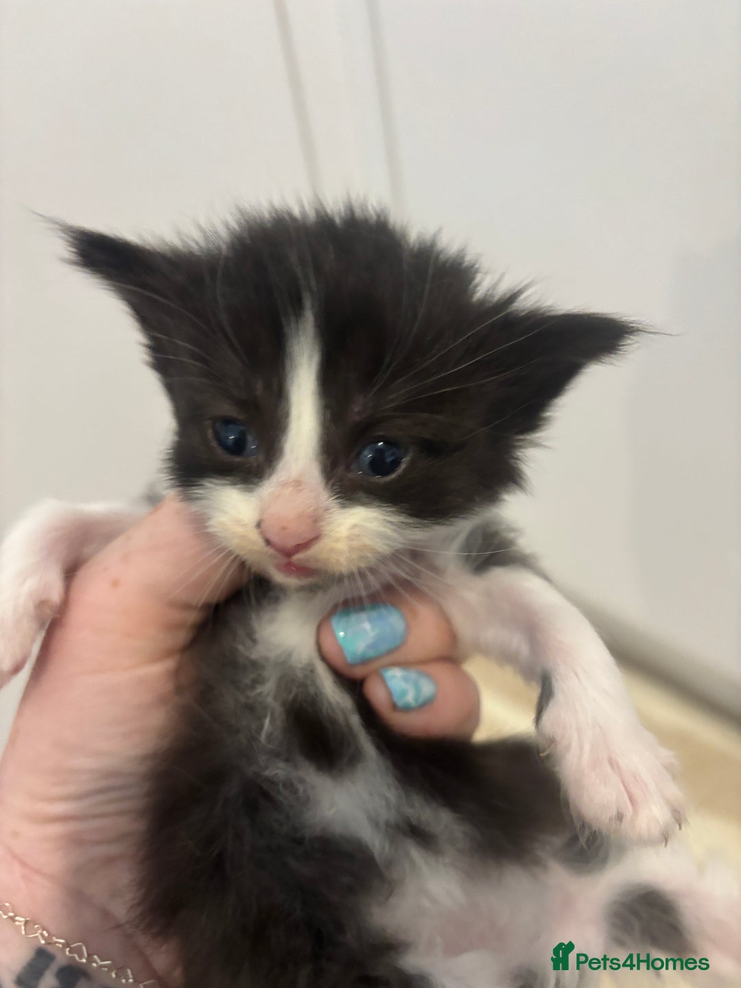 British Shorthair cats for sale: X2 female British shorthaired cross kittens - Image 6