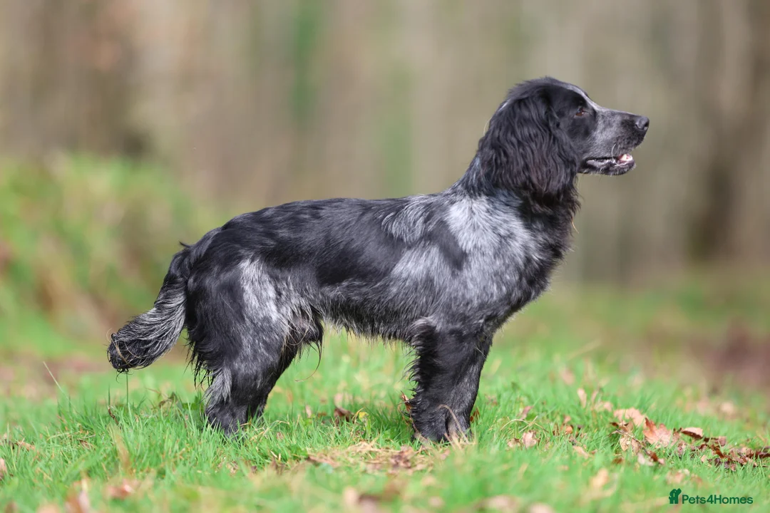 Cocker Spaniel dogs for stud: Blue Roan working cocker  - Advert 2