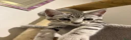 Mixed Breed cats for sale: Maine Coon x Bengal Kitten - Advert 14