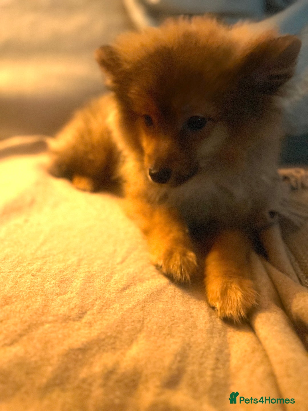 Mixed Breed dogs for sale: Forever Home Wanted  - Advert 8