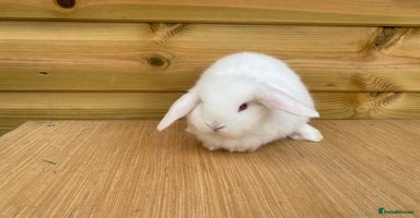 Mini Lop rabbits - Advert 12
