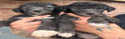 Mixed Breed dogs for sale: Bedlington Whippets  in Sheffield - Advert 8