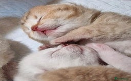 British Shorthair cats for sale: GOLDEN TABBY & COLOURPOINT BSH KITTENS - Image 2