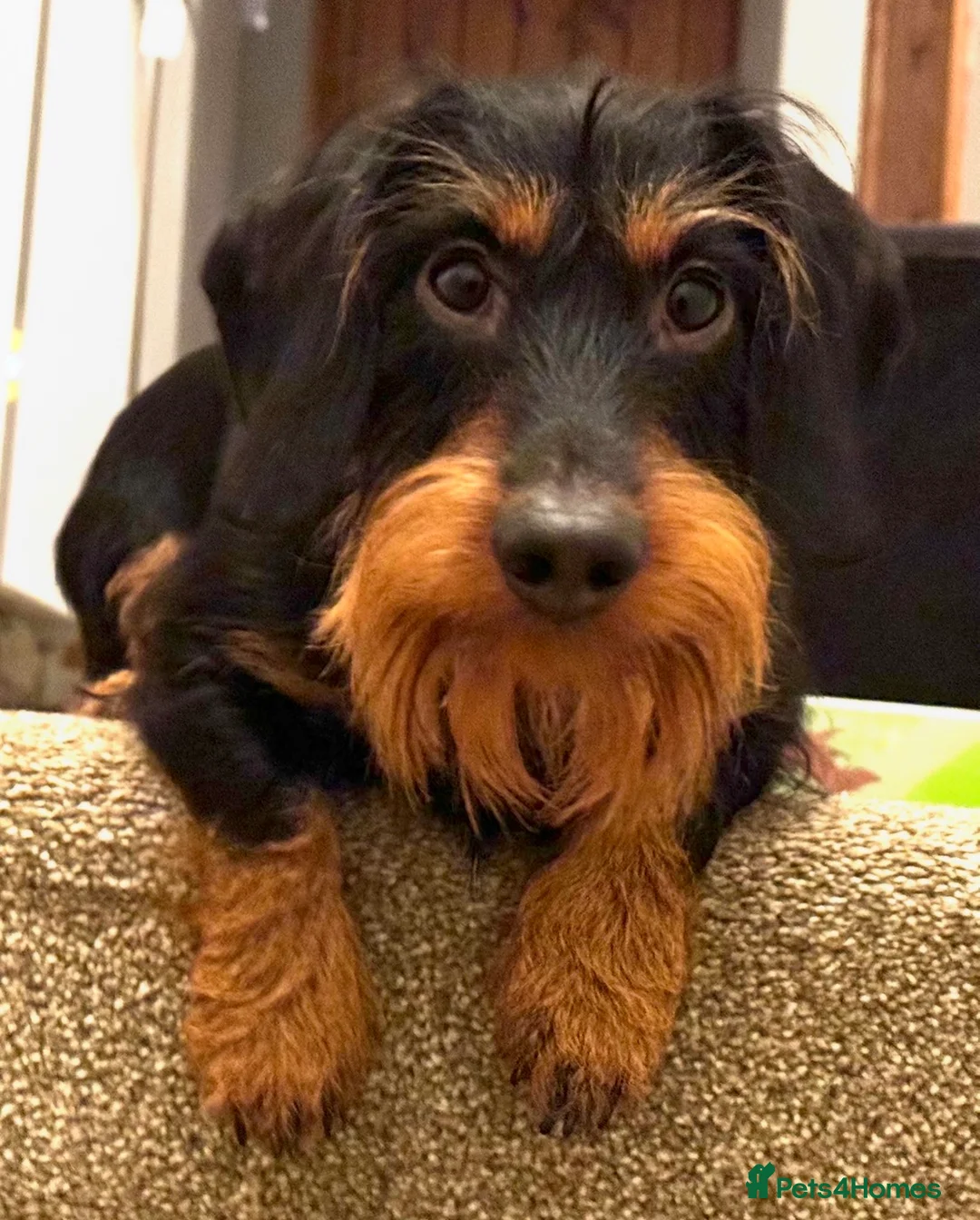 Gallery Image {{count}}