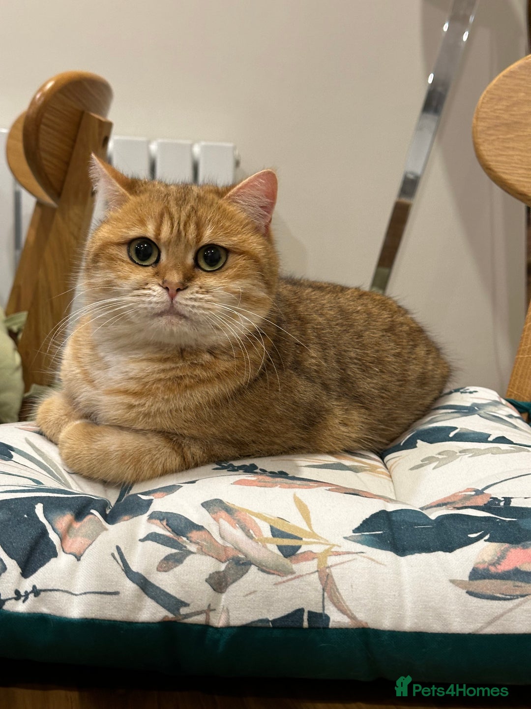 British Shorthair cats for sale: Adorable pedigree GOLDEN shorthair TICA registered - Advert 2