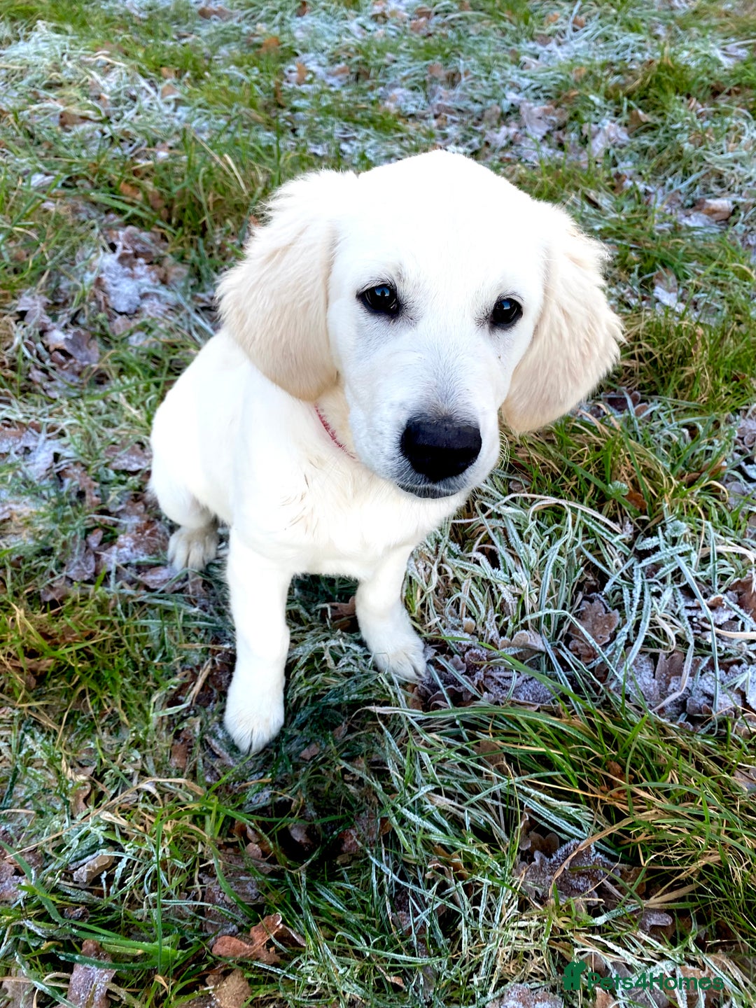 Golden Retriever dogs for sale: Beautiful and fluffy Golden Retriever puppies - Advert 30