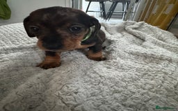 Dachshund dogs for sale: 8 dachshund puppies  - Image 20