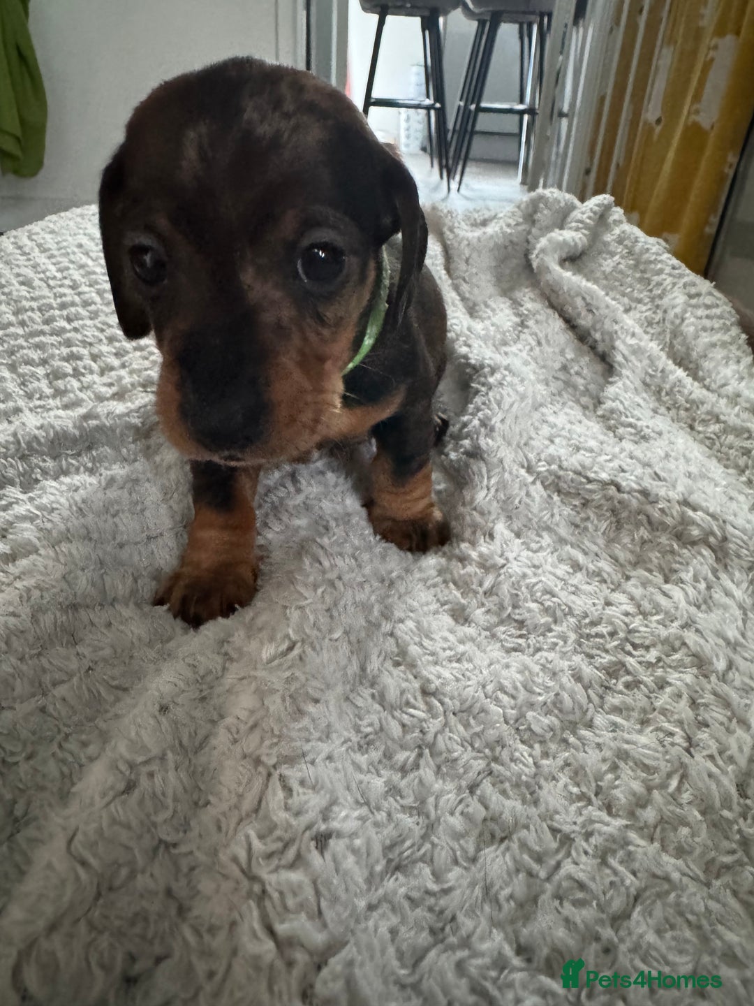 Dachshund dogs for sale: 8 dachshund puppies  - Image 20