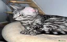 Bengal cats for sale: Sensational Silver Bengal boy requires new family  - Image 15