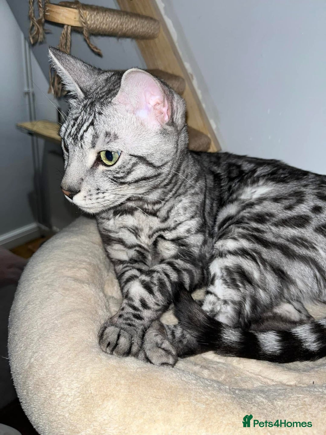 Bengal cats for sale: Sensational Silver Bengal boy requires new family  - Image 15