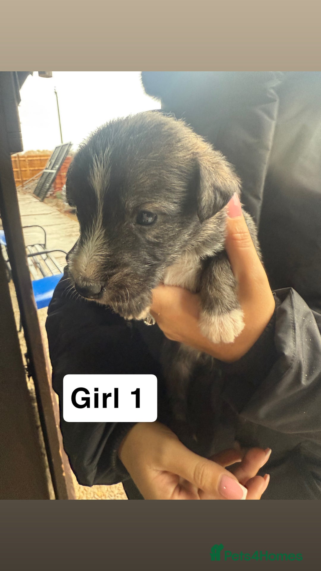 Whippet dogs for sale: Bedlington whippet puppies  - Advert 5