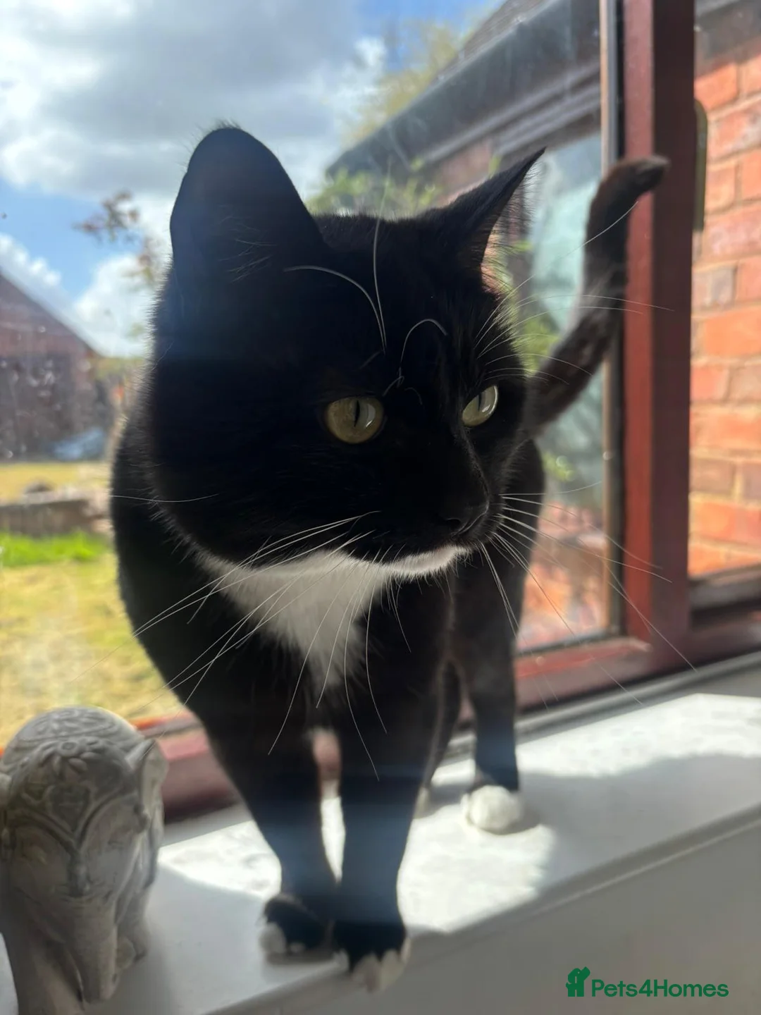 Mixed Breed cats for sale: Gorgeous mixed breed cat in Tamworth - Advert 2