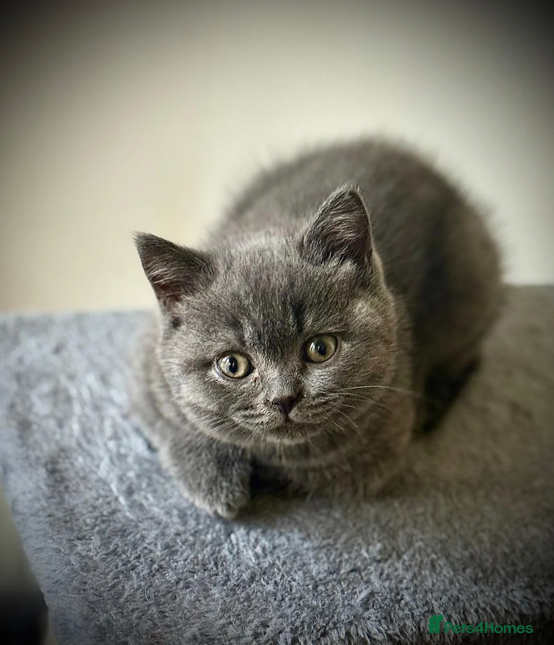British Shorthair cats for sale: 3 British Shorthair Kittens  - Advert 7