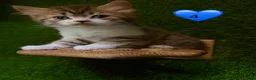 Mixed Breed cats for sale: Beautiful litter of fluffy kittens  - Advert 22