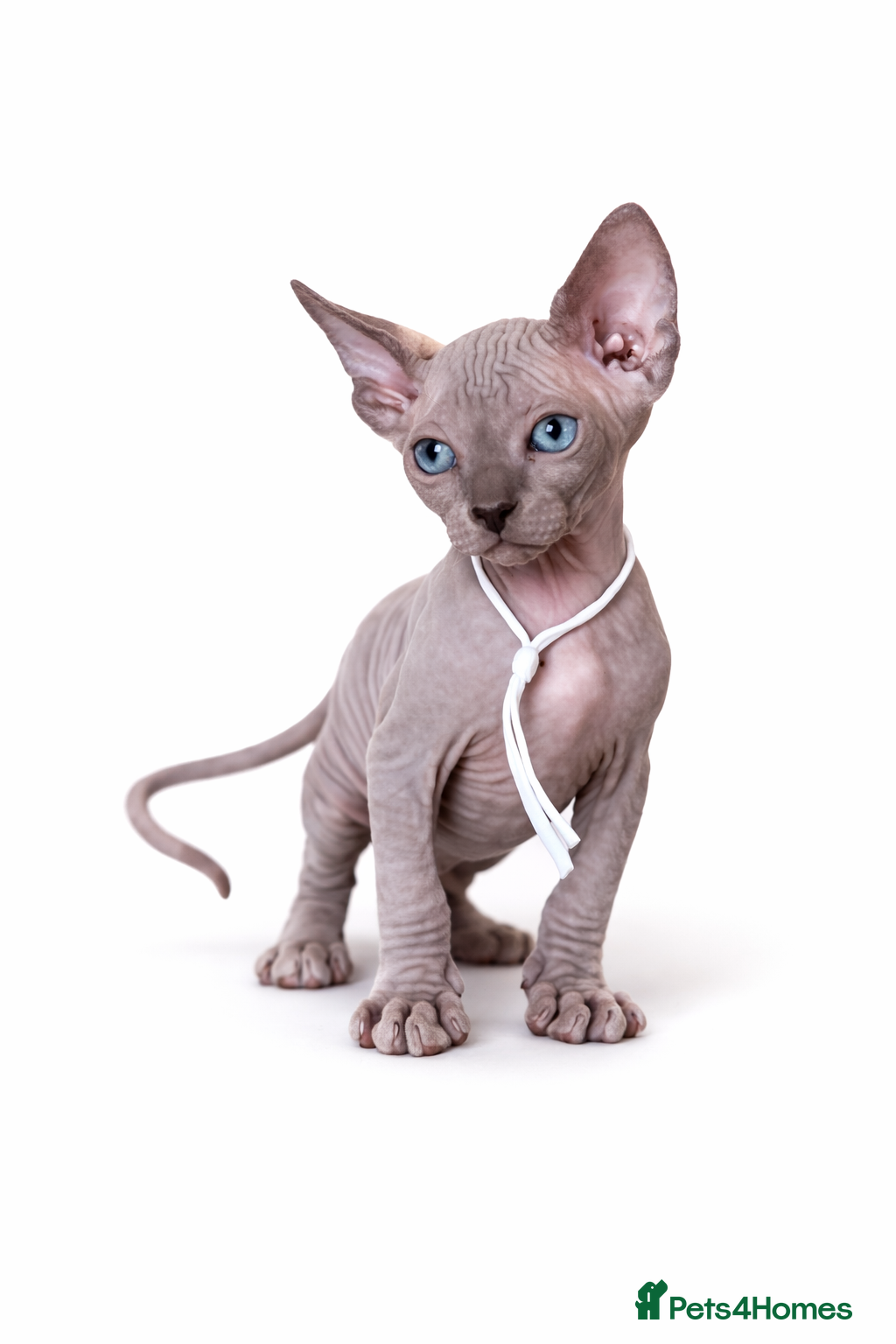 Sphynx cats Sphynx Kittens - European Champion Bloodlines - Advert 6