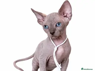 Sphynx cats Sphynx Kittens - European Champion Bloodlines - Advert 6