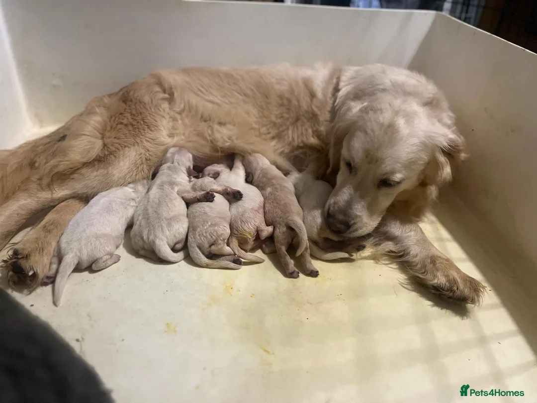 Golden Retriever dogs for sale: Stunning English cream golden retriever puppies in Rainham - Advert 1