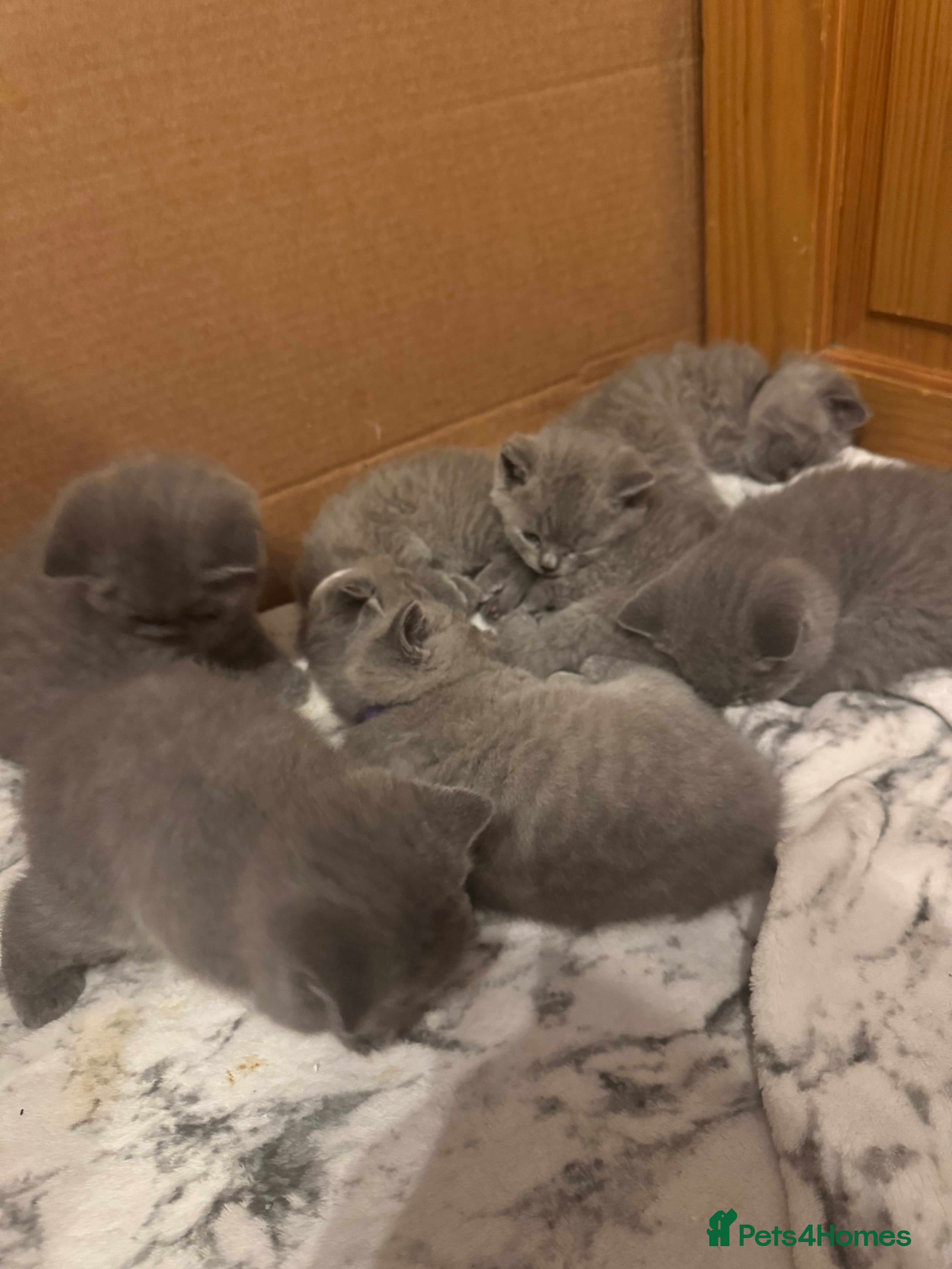 British Shorthair cats British Shorthair Kittens For Sale - Advert 1