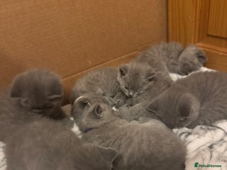 British Shorthair cats British Shorthair Kittens For Sale - Advert 1