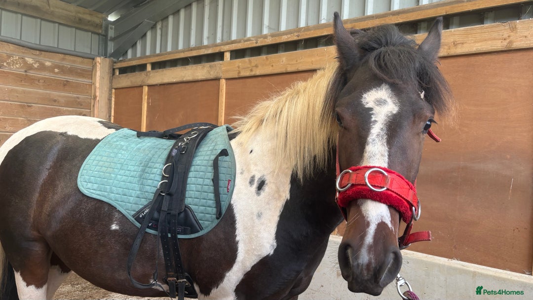 Appaloosa horses for sale: Rodney 14.1/2 2 Year old gelding Appaloosa X Cob - Advert 13